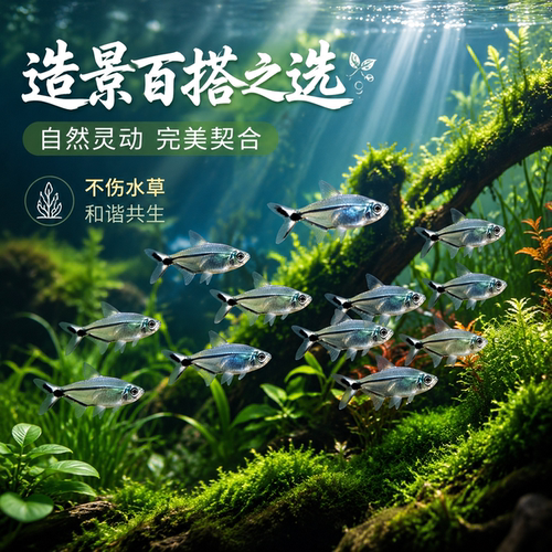 黑尾大勾草缸小型黑尾旗热带鱼观赏鱼活体淡水鱼小鱼清仓群游鱼