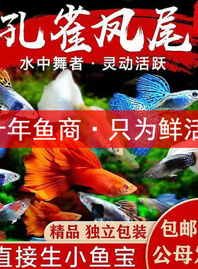 孔雀鱼活体热带观赏鱼好养耐活淡水鱼苗冷水小鱼凤尾招财小型活鱼