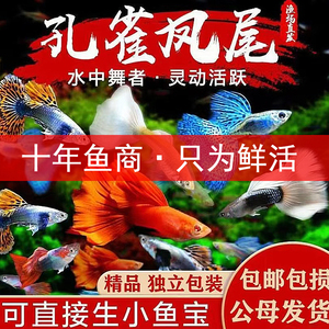 孔雀鱼活体热带观赏鱼好养耐活淡水鱼苗冷水小鱼凤尾招财小型活鱼