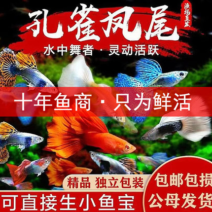 孔雀鱼活体热带观赏鱼好养耐活淡水鱼苗冷水小鱼凤尾招财小型活鱼