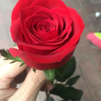 自由女神 新品厄瓜多尔巨型玫瑰 红色丝绒月季盆栽庭院阳台耐热