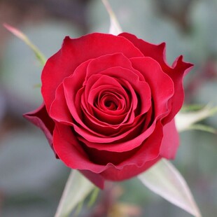 高原红切花玫瑰月季扦插花苗庭院阳台绿植蔷薇多季盆栽花卉花苗