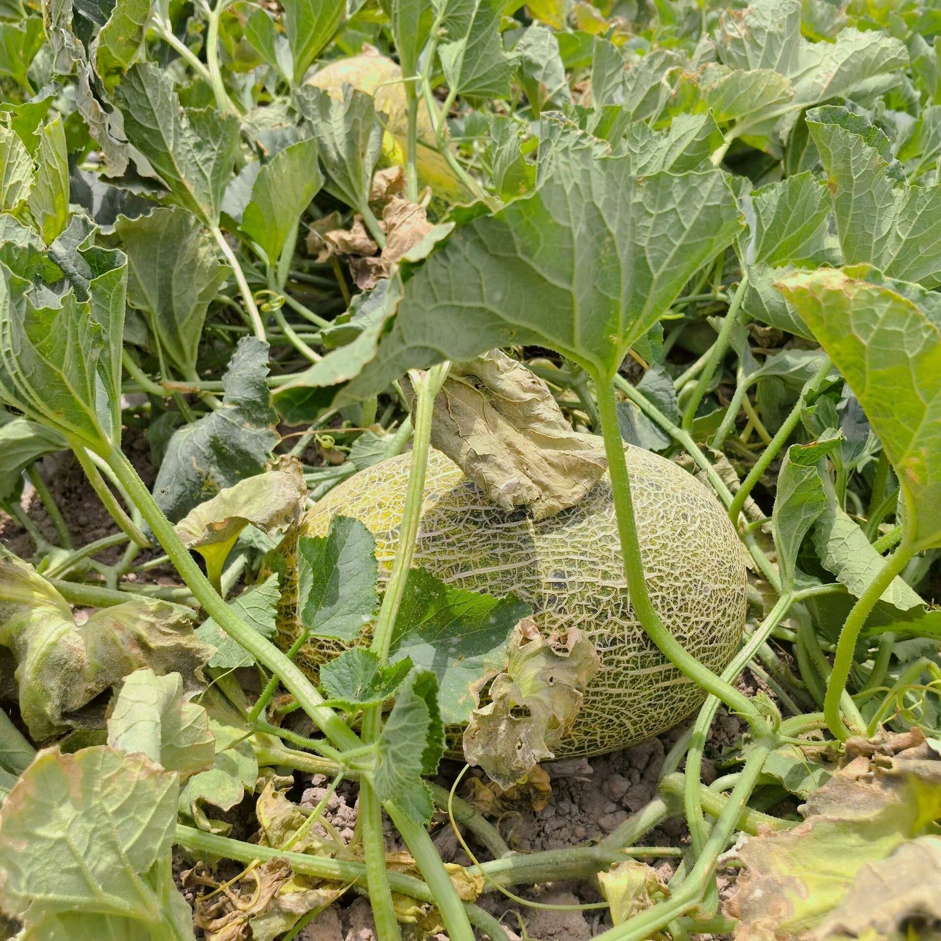 原始品种！果肉脆嫩无渣 淡淡奶香哈密瓜 蜜香浓郁不齁嗓 吴川里