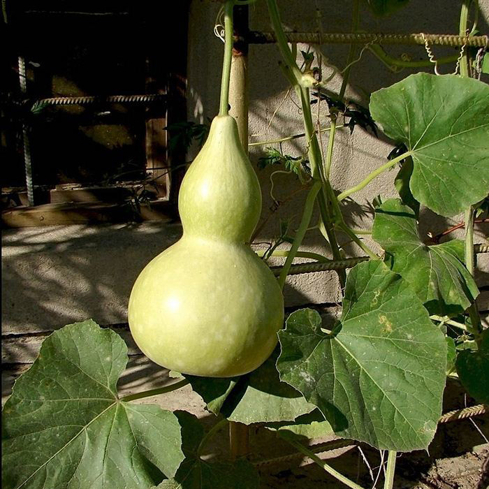 【酒葫芦种子】蔬菜种子 种它就是种福气 个大可食用 做工艺品