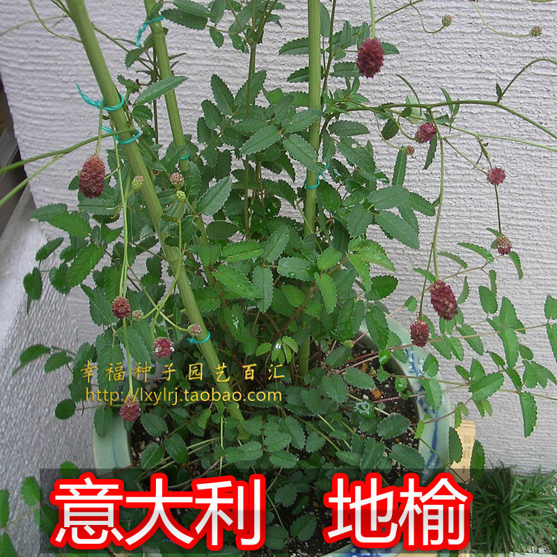 【地榆种子】意大利黄瓜香香草调图片