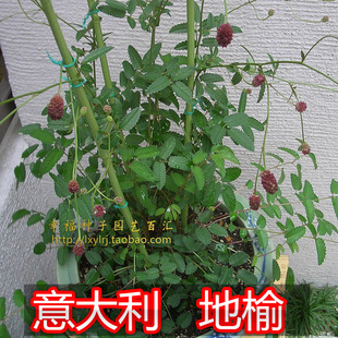 【地榆种子】意大利进口 黄瓜香 特色蔬菜香草种子 沙拉\调鸡尾酒