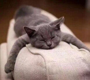 男处女座建模头壳ob11头壳无属性美女头画手蝌蝌耳钉耳环耳坠耳饰