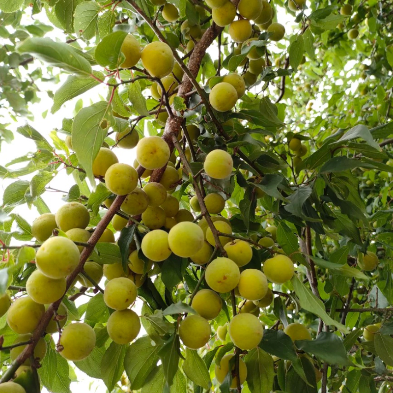 大凉山野生新鲜青梅黄梅泡酒十斤装包邮