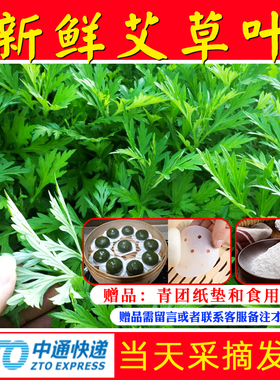 新鲜食用艾草叶嫩艾叶艾蒿野菜青团糍粑粑清明果艾米果当天现摘