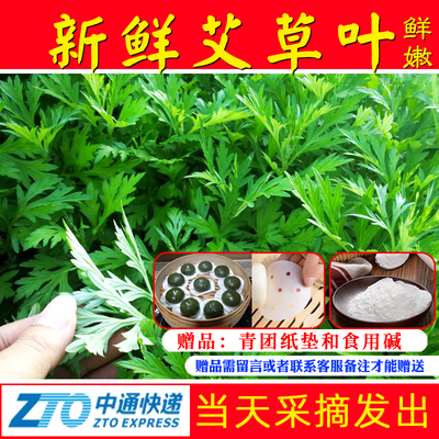 中通快递新鲜艾草当天采摘发出