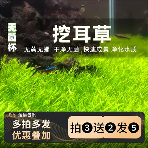 无菌杯挖耳草水鱼缸铺造景专用