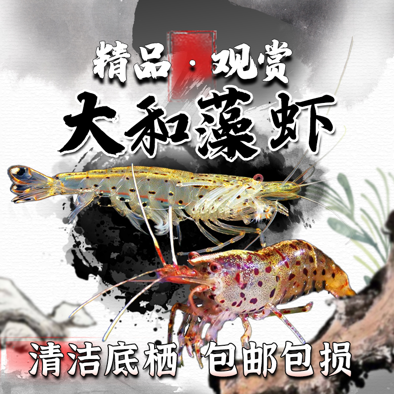 大和藻虾除丝藻绿藻工具虾