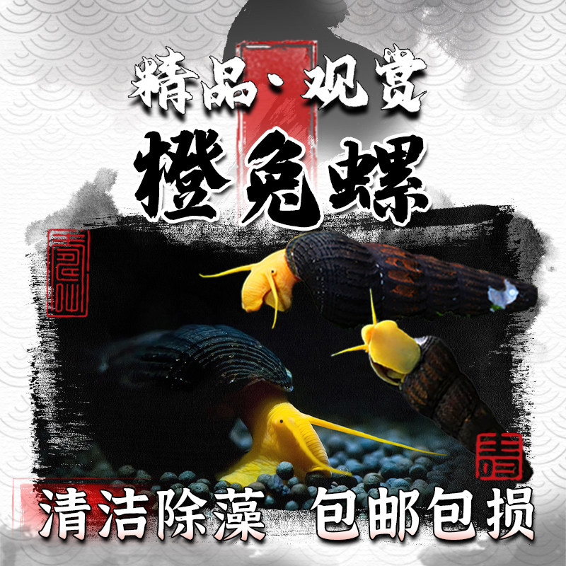 橙兔螺观赏宠物螺工具螺翻沙工淡水螺活体角螺淡水除苔除藻螺