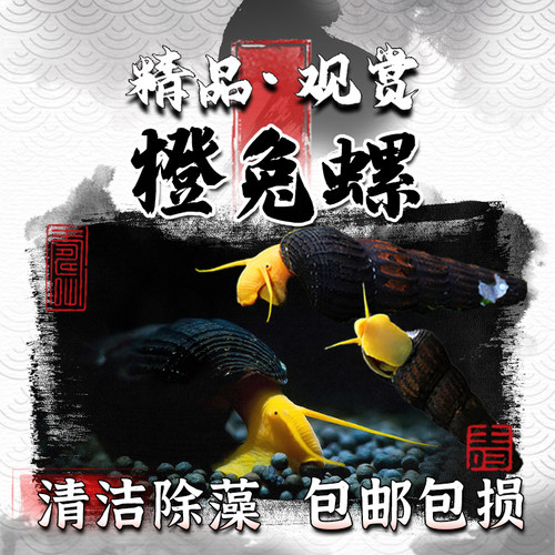 橙兔螺淡水工具螺除苔除藻