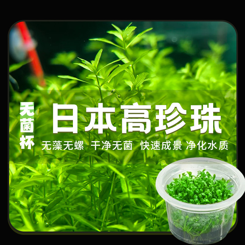 无菌杯日本高珍珠水草阴性前景草鱼缸铺造景专用草坪无菌水草