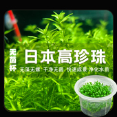 无菌杯日本高珍珠水草阴性前景草鱼缸铺造景专用草坪无菌水草