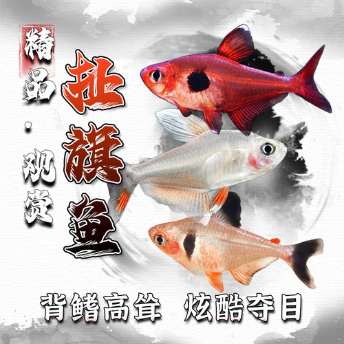 玫瑰扯旗淡水鱼梦幻扯旗观赏鱼