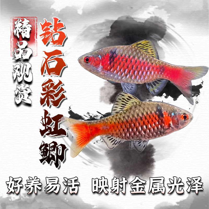 钻石彩虹鲫冷水原生观赏鱼宝石奥德萨鲃免加温群游鱼好养新手活体