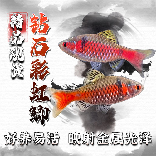 钻石彩虹鲫冷水鱼齐氏真小鲤
