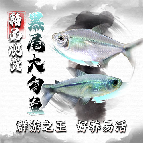 黑尾大勾鱼群游鱼小型热带观赏鱼淡水鱼大勾扯旗鱼红绿灯鱼斑马鱼 - 封面
