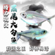 黑尾大勾鱼群游鱼小型热带观赏鱼淡水鱼大勾扯旗鱼红绿灯鱼斑马鱼