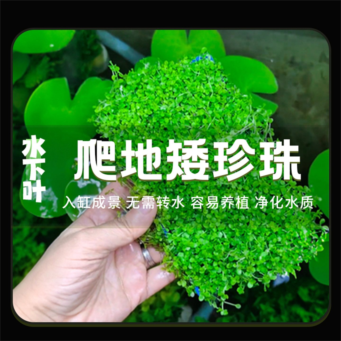 爬地矮珍珠水草日本珍珠迷你植物生态鱼缸造景专用净化水质,宠物/宠物食品及用品,水草,淘宝优惠券,粉丝福利购,淘宝优惠卷