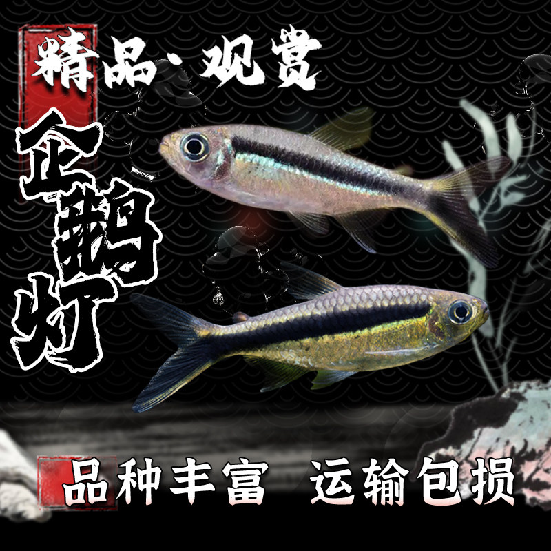 企鹅灯鱼拐棍灯鱼观赏鱼水草缸好养小型热带鱼群游鱼活体鱼灯科鱼