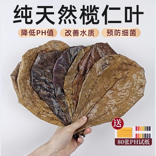 鱼缸榄仁叶调节改善水质