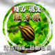 斑马螺鱼缸观赏螺宠物螺除藻蜗牛西瓜螺活体草缸清洁汽水螺虎纹螺