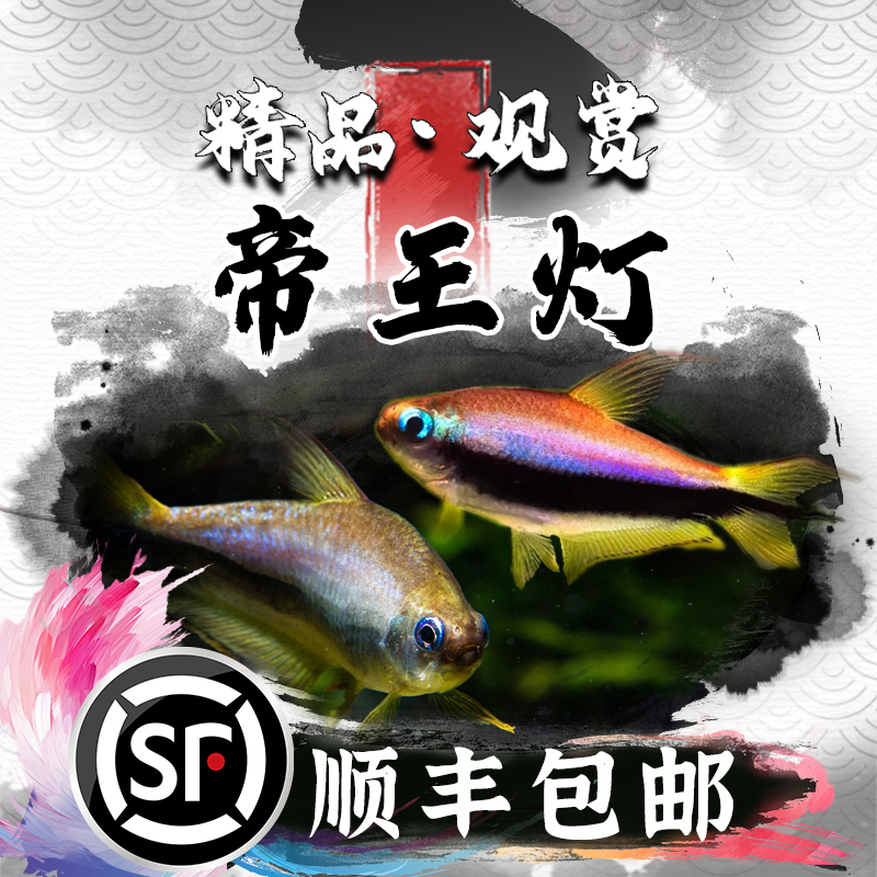 蓝国王灯帝王灯草缸小型观赏鱼