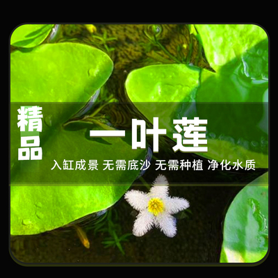 一叶莲水培植物鱼缸浮萍净化水质