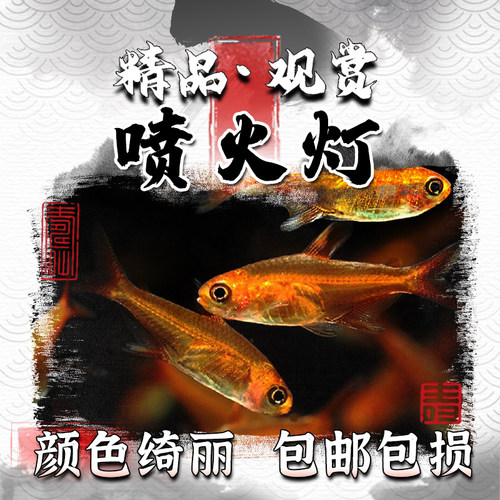 斑马鱼小型草缸宝莲灯