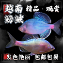 越南鳑鲏彩石鳑鲏火山冷水原生群游溪流水草缸小型鱼