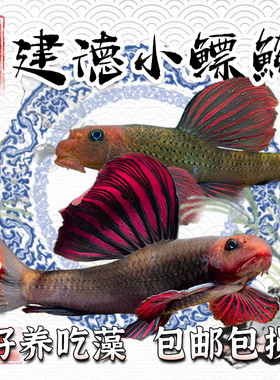 建德小鳔鮈原生观赏鱼好养棒花鱼清洁翻砂冷水不加温除藻工具鱼