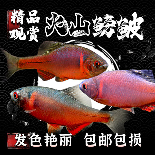 火山鳑鲏冷水不加温群游鱼