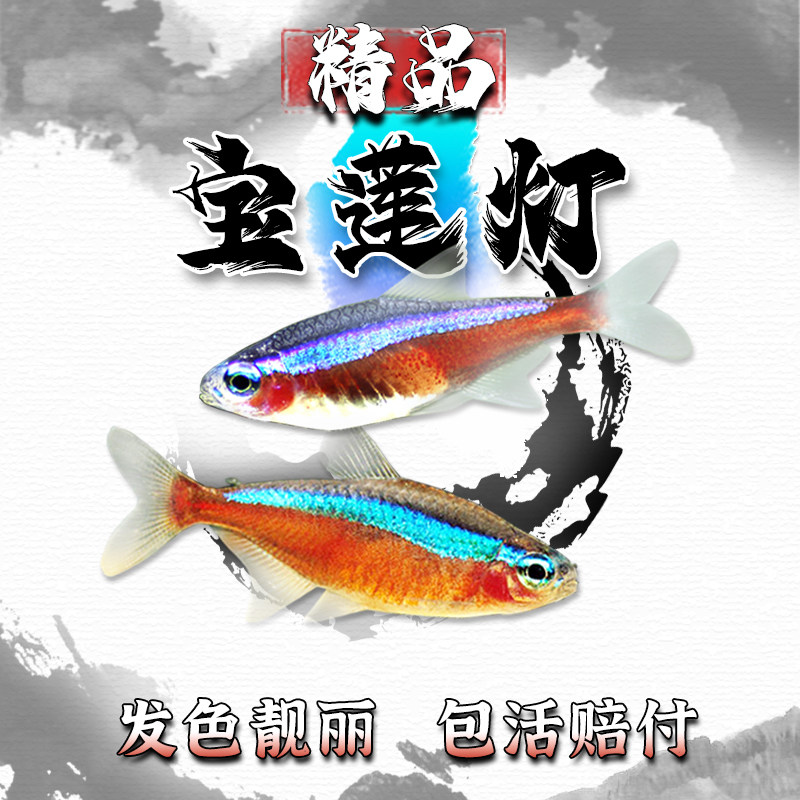 宝莲灯鱼水草缸群游小型热带鱼红绿灯科鱼淡水活体观赏鱼练手闯缸