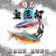 宝莲灯鱼水草缸群游小型热带鱼红绿灯科鱼淡水活体观赏鱼练手闯缸
