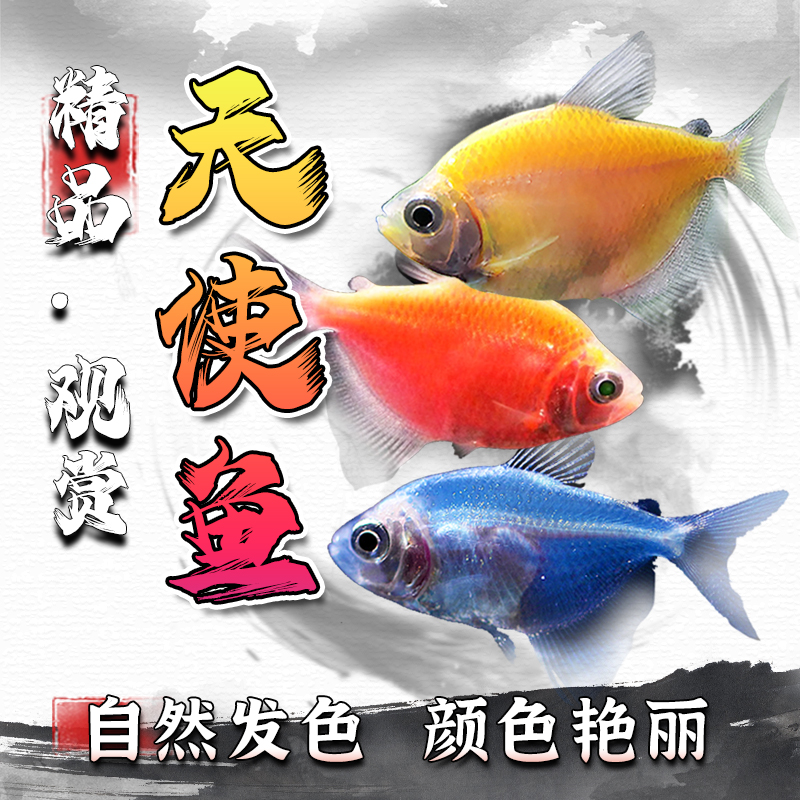 柠檬青苹果天使鱼群游小型热带鱼