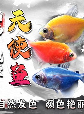 七彩天使鱼观赏鱼活鱼群游懒人小型淡水鱼苗耐活红天使老虎热带鱼