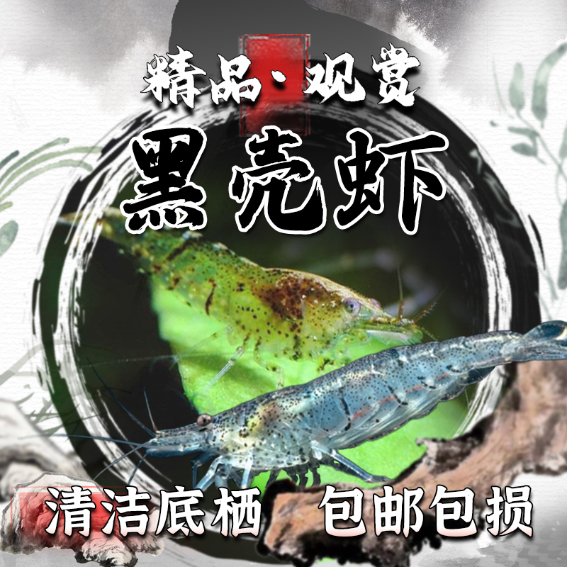 黑壳虾除藻观赏虾淡水
