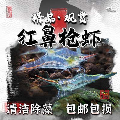 红鼻枪虾工具除藻虾小型观赏虾