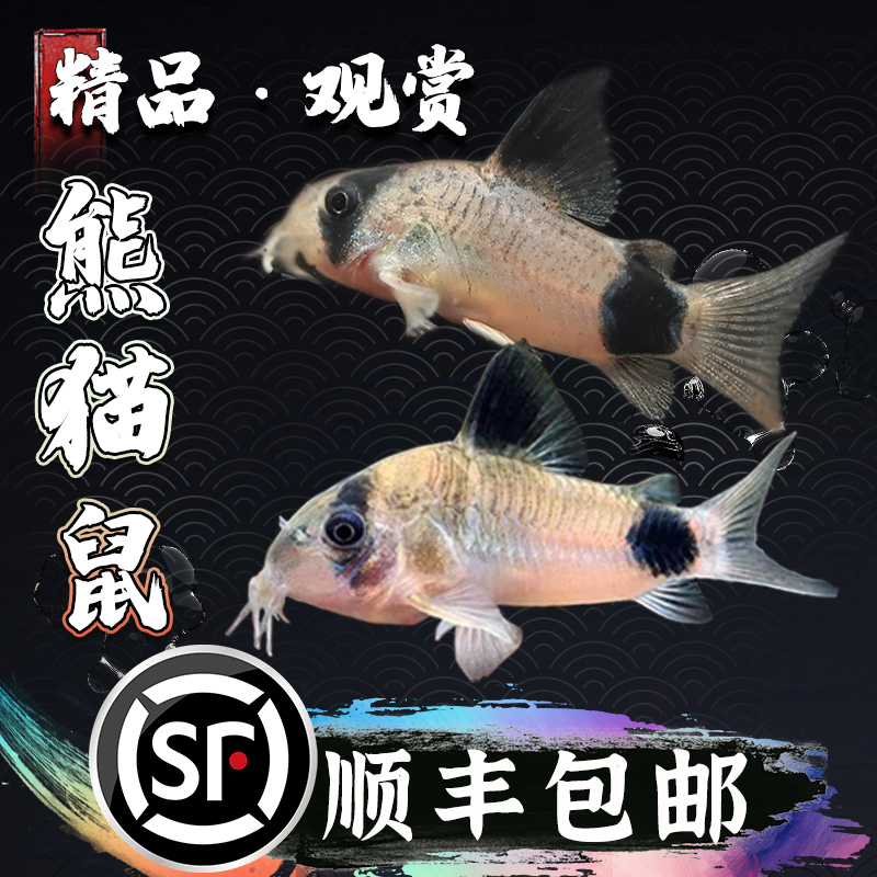 熊猫鼠鱼清道夫鱼老鼠鱼鱼缸清洁