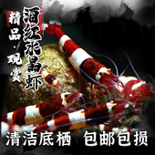 酒红水晶虾观赏虾花虎水晶虾除藻虾鲜活淡水鱼缸工具虾宠物虾