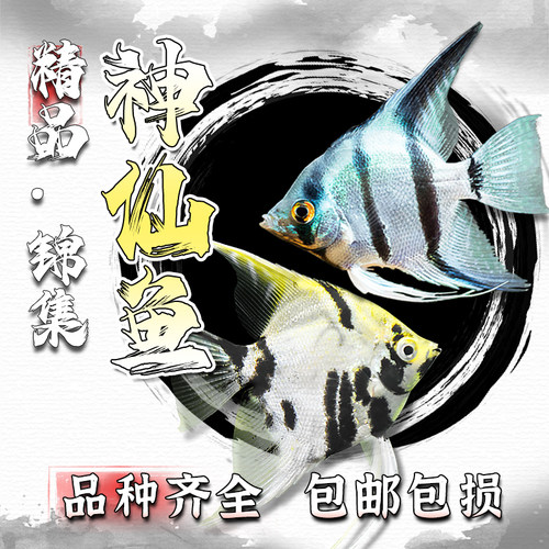 神仙鱼秘鲁烟熏燕子熊猫神仙