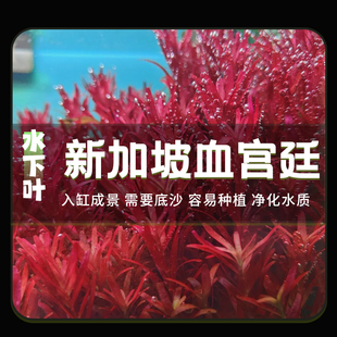 新加坡血红宫廷鱼缸造景水下叶屠戮宫廷绿宫廷鱼缸增氧中后景水草