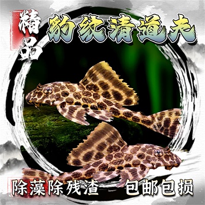 豹纹黑清道夫鱼缸清洁观赏鱼