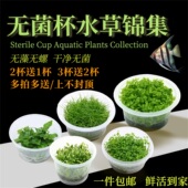 无菌杯水草鱼缸前中后造景珍珠罗贝力绿金钱天湖葵宫廷新手懒人草