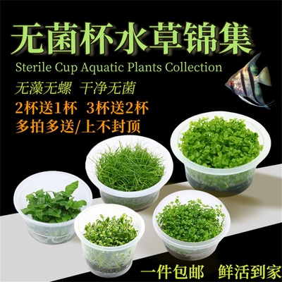 无菌杯水草合集鱼草缸前中后造景
