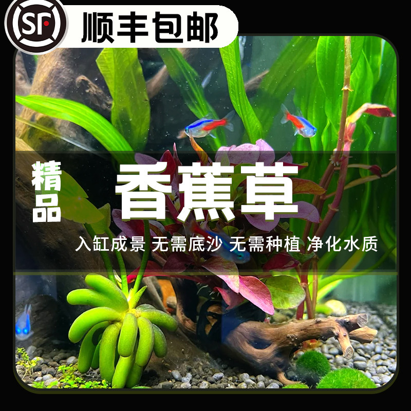 香蕉草水草植物真草鱼缸水草造景鱼草缸绿植新手懒人净化水质易养