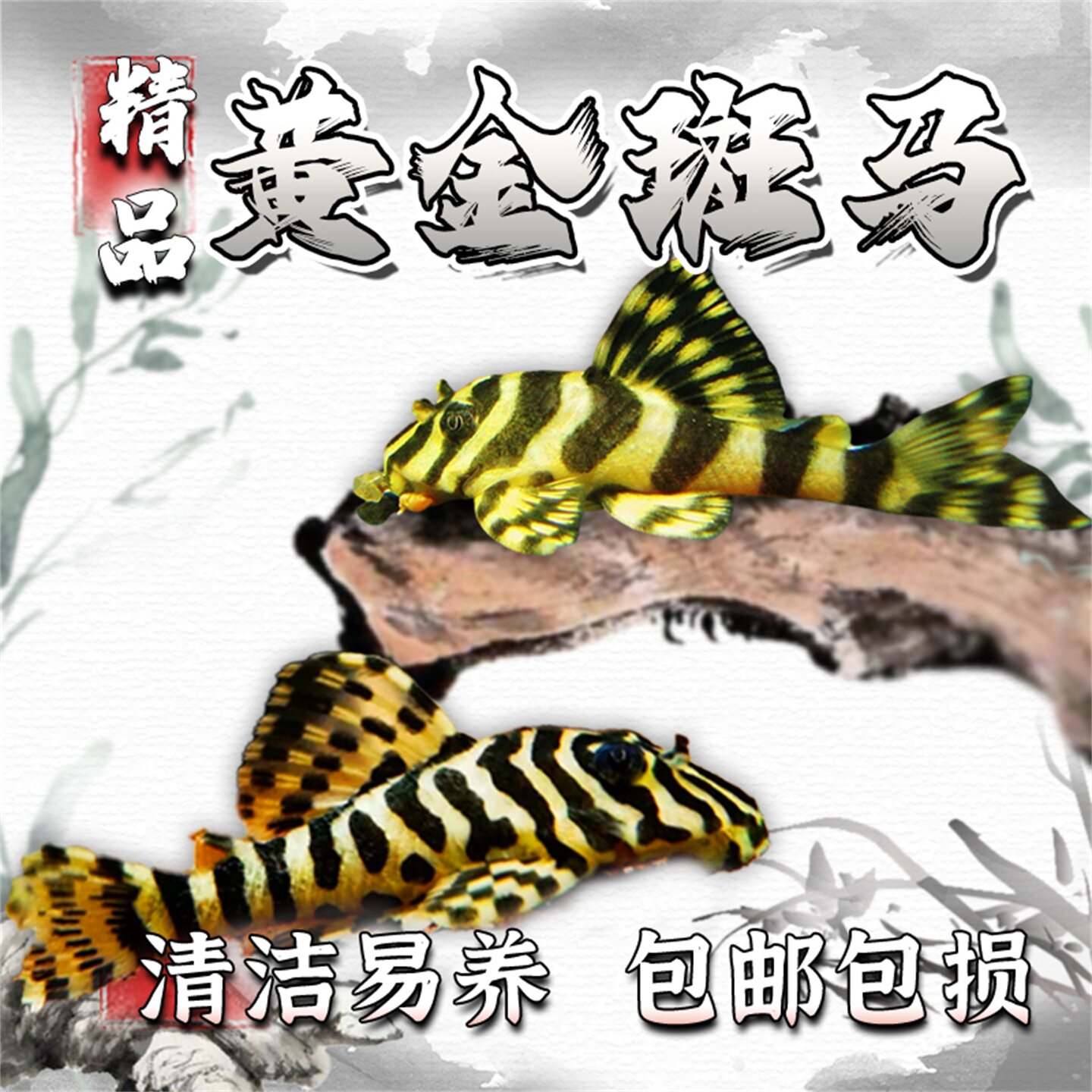 L134黄金斑马异型南美异型鱼热带观赏淡水底栖清缸工具鱼